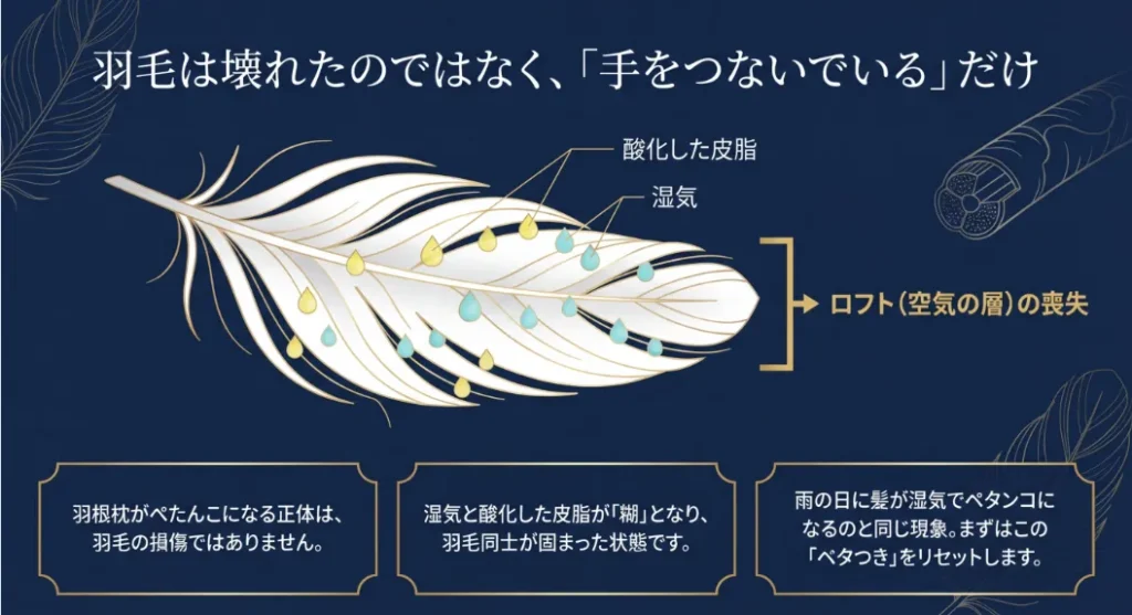 羽毛が「手をつなぎ合って」離れないのがぺたんこの正体
